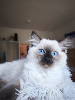 Ragdoll kočička s pp. - 1