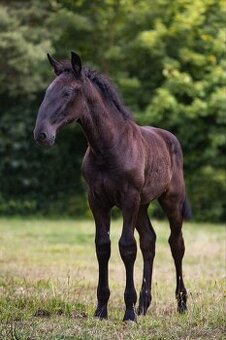 Stáj Zámek Ellischau - STKL klisnička nar.2025