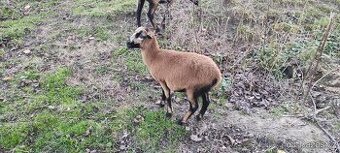 Jehnička -ovce kamerunská 700,-