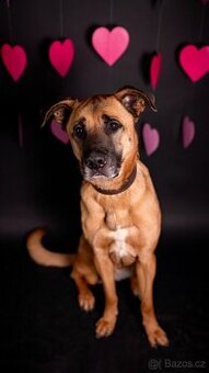 Sebastian - velký temperamentní pes, 7 let