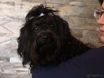 Ruská barevná bolonka s PP