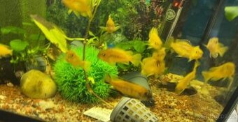 Tlamovec obecný mix