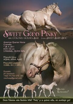 Připouštění Qh cremello hřebcem