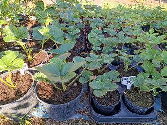 Jahodníky v květníku - Ananaso a malino jahoda