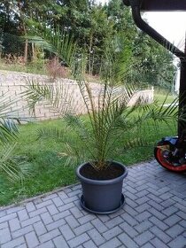 Palma datlová - velký květináč