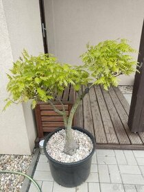 Bonsai tvarovaný strom dub letni