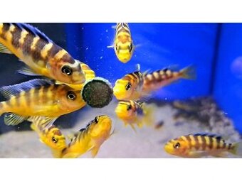 Tlamovci Malawi... Pseudotropheus crabro