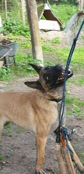 Belgicky ovcak malinois s PP