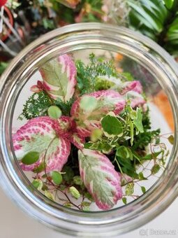 Episcia ve skle - minimální nároky na péči. - 1