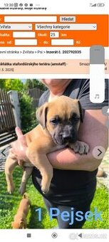 Prodám štěňata Amerického stafordšírského teriéra