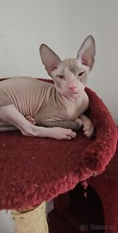 Koťátka Don sphynx bez PP