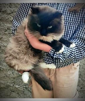 Ragdoll kocour ke krytí