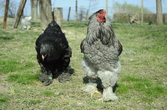 Násadová vejce brahmánky černé a modré