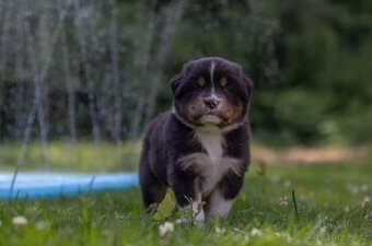 Australský ovčák s PP, black tricolor pes