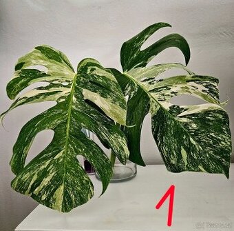 Monstera albo - 1