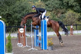 Oldenburská 7letá kobyla do sportu