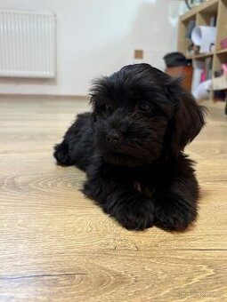 Havanský psík - fenka s FCI rodokmenem