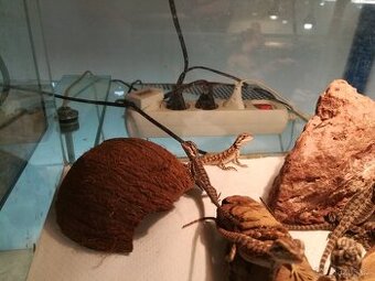 Gekončík noční mládě+terarium nové.Předani Praha , Kralupy