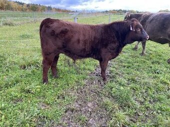 zástav býčci Aberdeen Angus