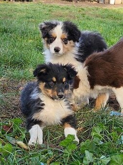 Australský ovčák - 1