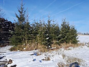 Vánoční stromek smrk