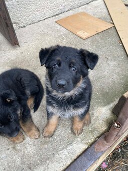 Německý ovčák štěňata