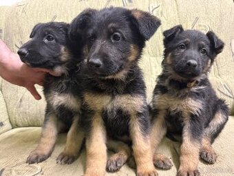 Německý ovčák štěňata