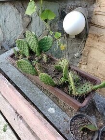 ptačí zob na živé ploty, rybízy,skalníky,půdopokryvné růže