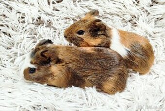 Morče, Morčata, Morčátko,Morčátka - JACOB A JAMES