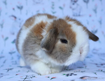 Zakrslý beránek , malinká samička s VP .