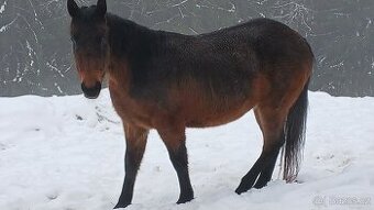 Prodám,nabízím QH kobylku s P P