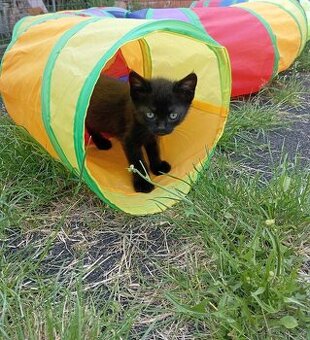 tunel pro králíčka,kočičku - 1