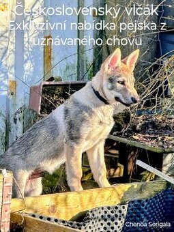 Československý vlčák s rodokmenem TOP spojení
