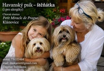Havanský psík s PP, (vhodný i pro alergiky)
