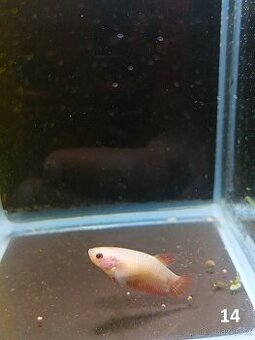 Betta Splendens - Betta bojovnice (Samice 14)