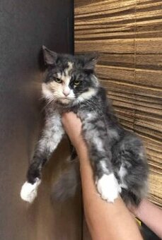 Mainská Mývalí, Maine Coon