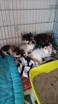 Prosíme pomozte zaplatit operaci očička kočičky Amélie