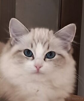 Kočička ragdoll s PP