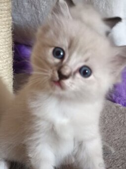 Ragdoll koťátka