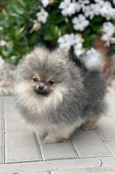 Pomeranian s PP FCI - pes