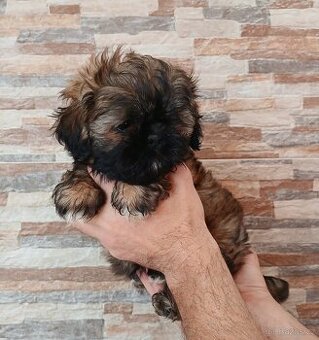 Shih tzu fenečka