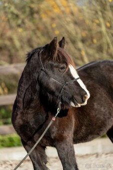 Roční klisna irský cob