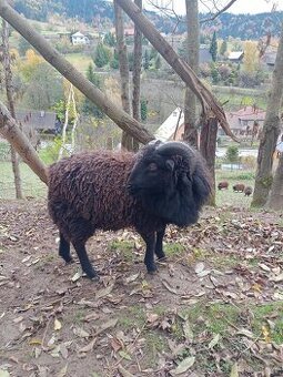 Prodám beránka - ouessantská ovce