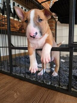 Miniaturní bulteriér