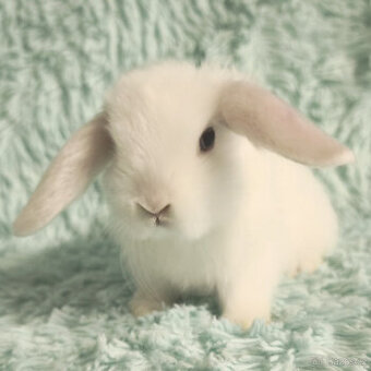 ⭐️ Zakrslý beránek SATÉNOVÝ ⭐️ 🍀 V6 🍀