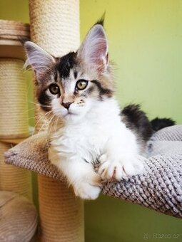 Mainská mývalí s pp