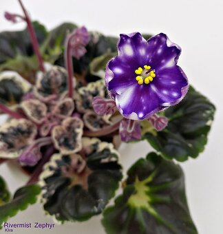 Africké fialky