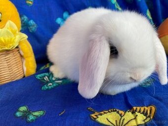 Luxusní MIMINKA  roztomilých zakrslých beránků ML/ST