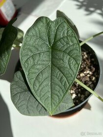 Pokojová rostlina: Alocasia melo (řízky s kořeny)