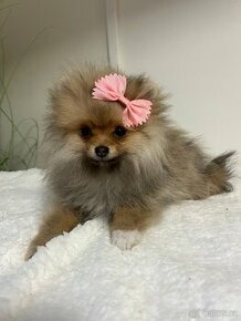 Pomeranian  s p.p